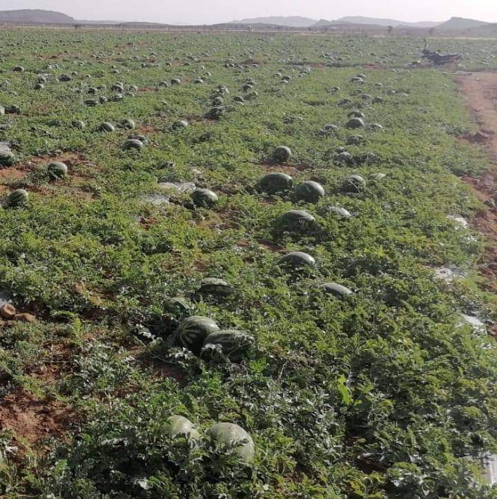 دلاح حوض سبو بقرية با محمد يتميز بالجودة والحلاوة، ولكن غياب بنية تحتية لاستقبال التجار تعيق الحركة التجارية.